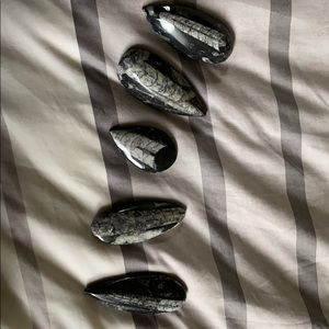 NWT OrthoCera Fossil Stones